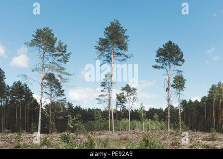 Alberi di pino in spazio cancellati Foto Stock