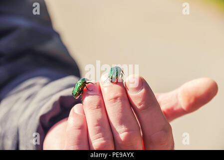 Due coleotteri verde a sedersi su una mano d'uomo Foto Stock