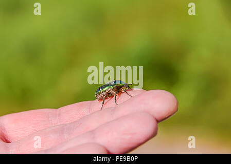 Due coleotteri verde a sedersi su una mano d'uomo Foto Stock