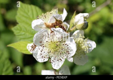 Ripresa macro di un bel fiore di biancospino. Foto Stock