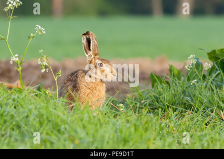 Wild hare close up seduto sul bordo di un campo di balneazione in l'alba, il riscaldamento con il calore del sole. Foto Stock
