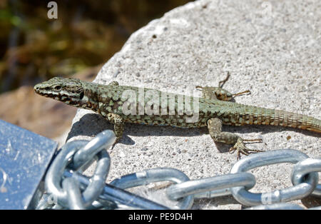 Comune di lucertola muraiola (Podarcis muralis), il lago di Idro, Italia Foto Stock