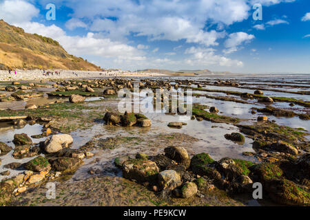 Eccezionalmente bassa marea a molla espone il normalmente invisibili letto del mare a Monmouth Beach su Jurassic Coast, Lyme Regis, Dorset, England, Regno Unito Foto Stock