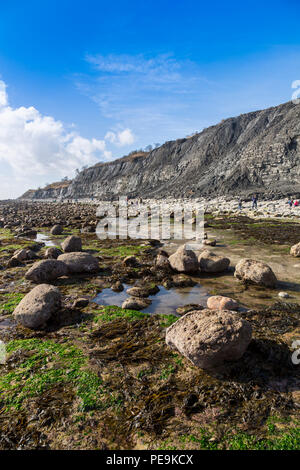 Eccezionalmente bassa marea a molla espone il normalmente invisibili letto del mare a Monmouth Beach su Jurassic Coast, Lyme Regis, Dorset, England, Regno Unito Foto Stock