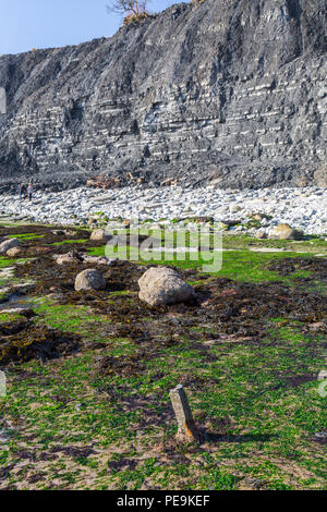 Eccezionalmente bassa marea a molla espone il normalmente invisibili letto del mare a Monmouth Beach su Jurassic Coast, Lyme Regis, Dorset, England, Regno Unito Foto Stock