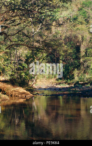 Foresta di pioggia lungo il Rio Grande de Tarcoles, Costa Rica. Fotografia Foto Stock