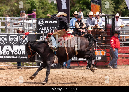 Cowboy professionisti competere in sella bronc porzione del 2018 Ram Rodeo Tour a Exeter, Ontario, Canada. Foto Stock