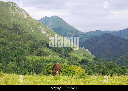Le mucche in Picos de Europa, Asturie. Un luogo molto turistico in Spagna Foto Stock