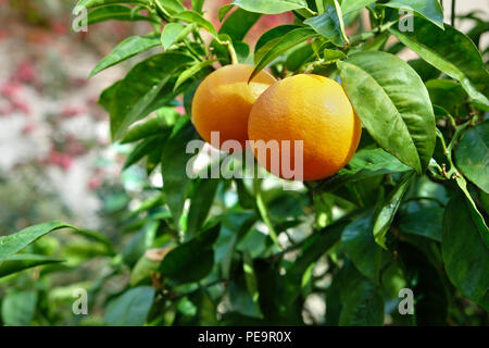 Arance mature cresce su albero in Orchard Foto Stock