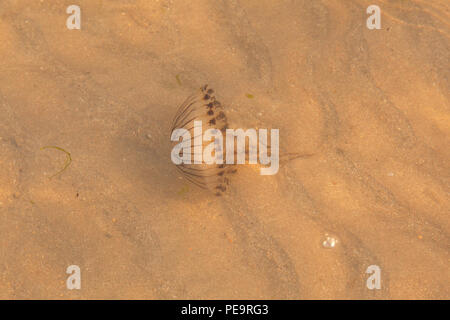 Compass meduse o Chrysaora hysocella meduse, Speranza Cove, Devon, Inghilterra, Regno Unito. Foto Stock