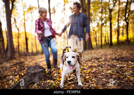 Coppia senior con il cane in una passeggiata in un bosco d'autunno. Foto Stock