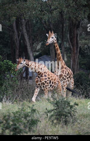 Giraffa Rothschild. Giraffe Manor, Nairobi, Kenia. Foto Stock