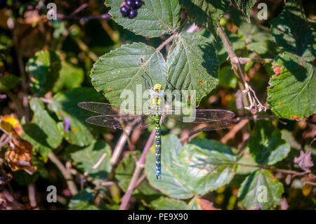 Dragonfly in appoggio sulla pianta in Norfolk Inghilterra Foto Stock