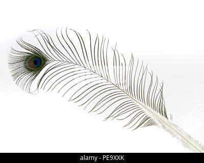 Unico peacock feather isolati su sfondo bianco Foto Stock