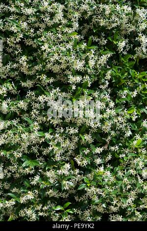 Primo piano della comune fiori di gelsomino Foto Stock