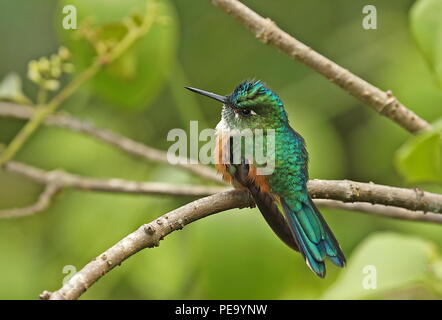 Viola-tailed Sylph (Aglaiocercus kingii) femmina adulta arroccato su ramoscello Nono-Mindo Road, Ecuador Febbraio Foto Stock