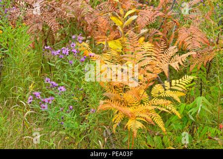 Tarda estate aestri e bracken felci, la Pietra di luna, Ontario, Canada Foto Stock