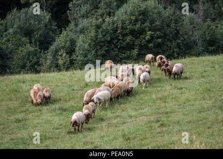 Rosolare le pecore di montagna, Braunes Bergschaf (Ovis gmelini aries) Foto Stock