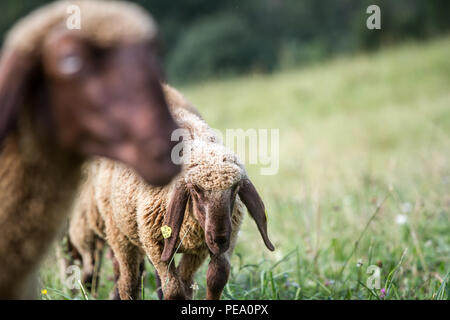 Rosolare le pecore di montagna, Braunes Bergschaf (Ovis gmelini aries) Foto Stock