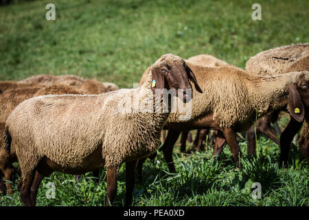 Rosolare le pecore di montagna, Braunes Bergschaf (Ovis gmelini aries) Foto Stock