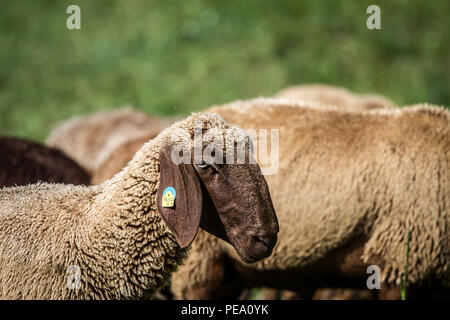 Rosolare le pecore di montagna, Braunes Bergschaf (Ovis gmelini aries) Foto Stock