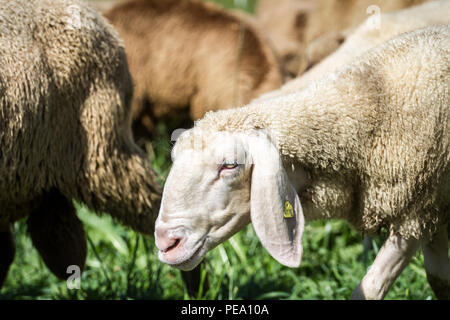 Rosolare le pecore di montagna, Braunes Bergschaf (Ovis gmelini aries) Foto Stock