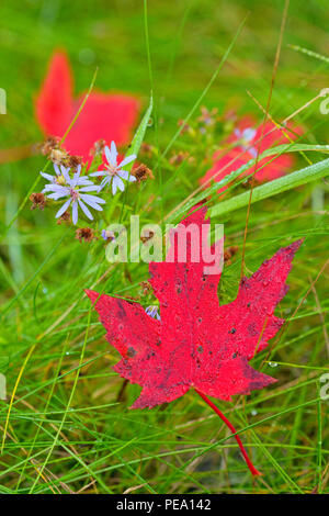 Aceri rossi e fiori aster, maggiore Sudbury, Ontario, Canada Foto Stock