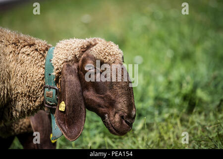 Rosolare le pecore di montagna, Braunes Bergschaf (Ovis gmelini aries) Foto Stock