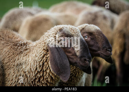 Rosolare le pecore di montagna, Braunes Bergschaf (Ovis gmelini aries) Foto Stock