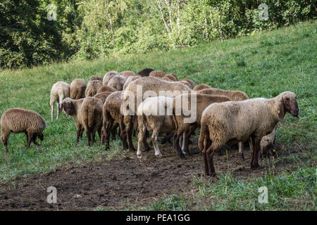 Rosolare le pecore di montagna, Braunes Bergschaf (Ovis gmelini aries) Foto Stock