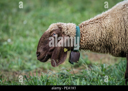 Rosolare le pecore di montagna, Braunes Bergschaf (Ovis gmelini aries) Foto Stock