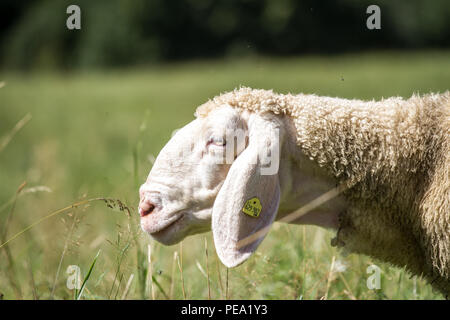 Rosolare le pecore di montagna, Braunes Bergschaf (Ovis gmelini aries) Foto Stock