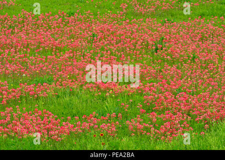 Texas fiori selvatici in fiore- Texas paintbrush (Castilleja indivisa), Floresville, Texas, Stati Uniti d'America Foto Stock