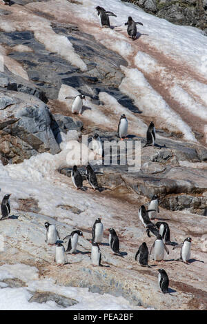 Grande pinguino Gentoo rookery sulla costa dell' Antartide Foto Stock