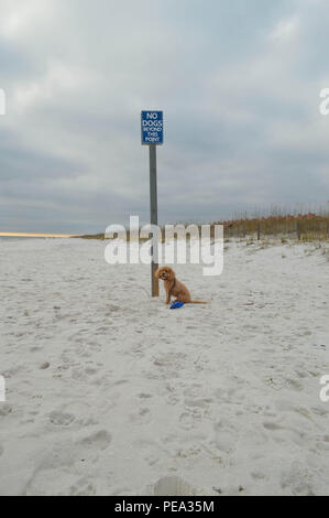 Albicocca felice di razza mista Pet Cockapoo cani cane domestico animale mammifero seduta sabbia da firmare cane bordo spiaggia La spiaggia di Pensacola sorridente Nuvoloso Tramonto Foto Stock