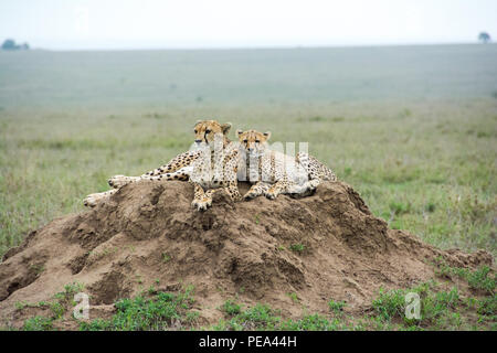 Una femmina di ghepardo e il bambino seduto sulla sommità del tumulo di formiche in cerca di prede per l'alimentazione.
