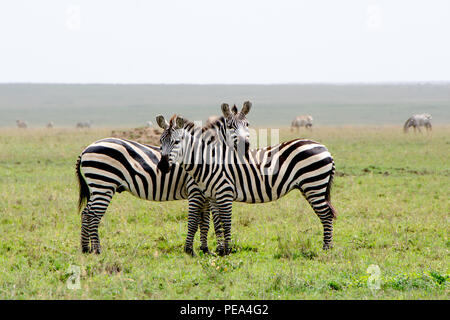 Due zebre proteggere ogni altri dai predatori in l Parco Nazionale del Serengeti, Tanzania. Foto Stock