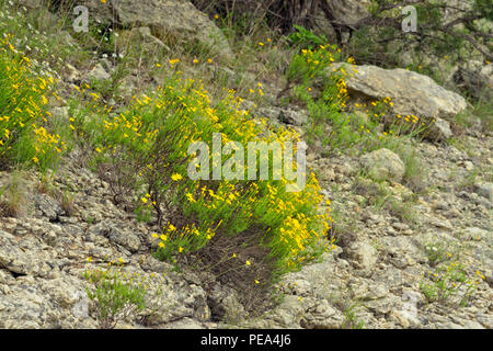 Damianita (Chrysactina mexicana) fioritura colonie su una roccia calcarea affioramento, Turchia piegare LCRA, Texas, Stati Uniti d'America Foto Stock