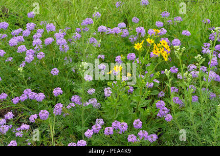 Strada fiori selvaggi- Prairie verbena (Glandularia bipinnatifida) e Engelmann daisy (Engelmannia peristenia), Burnett County, Texas, Stati Uniti d'America Foto Stock