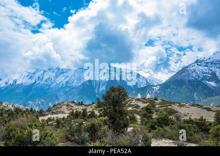 Bellissimo paesaggio di montagna con alberi e cespugli e montagne innevate dell'Himalaya, Nepal. Foto Stock