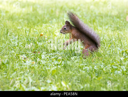 Scoiattolo rosso con soffici cavalletti coda in erba verde in estate park Foto Stock