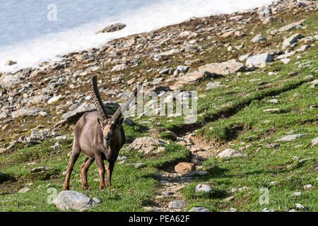 Lo stambecco vicino a Lac de Presset lago in Rhône-Alpes, in Francia, in Europa, UE Foto Stock