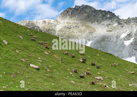 Lo stambecco vicino a Lac de Presset lago in Rhône-Alpes, in Francia, in Europa, UE Foto Stock