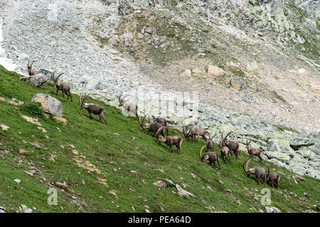 Lo stambecco vicino a Lac de Presset lago in Rhône-Alpes, in Francia, in Europa, UE Foto Stock