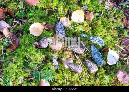 Pigne nelle quali e aghi su un verde muschio con foglie nel bosco in autunno il giorno Foto Stock