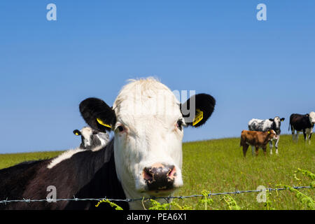 Curioso in bianco e nero Freisian mucca in un campo di vacche da latte guardando sopra un recinto di filo spinato. Isola di Anglesey, Galles, Regno Unito, Gran Bretagna Foto Stock