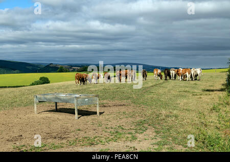 Devon è prevalentemente una contea dell' allevamento del bestiame, dove dairying, pianura bovini e ovini,Parco Nazionale di Dartmoor,Dunsford,Fulford, Foto Stock