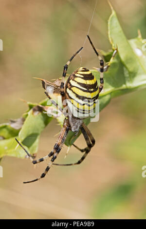 Wasp femmina Spider ((Argiope bruennichi) Foto Stock