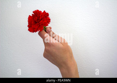 Donna di mano che tiene un garofano rosso con il pugno chiuso. Il concetto di rivoluzione Foto Stock