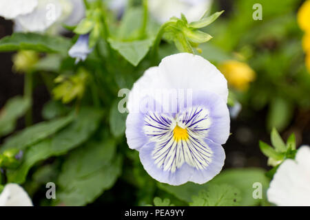 Colore viola pansy fiore con gocce di rugiada sulla sfocatura dello sfondo. Foto Stock